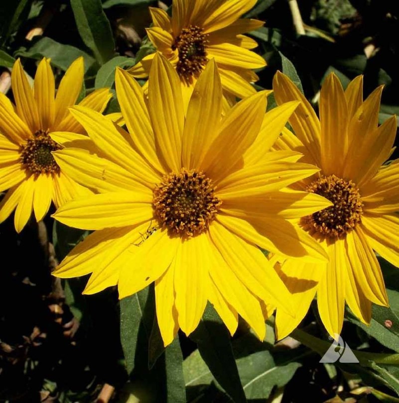 Maximilian napraforgó - Helianthus maximiliani